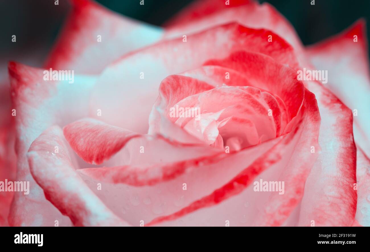 Rosa Rose Nahaufnahme mit Wassertropfen.Geburtstagskarte. Stockfoto