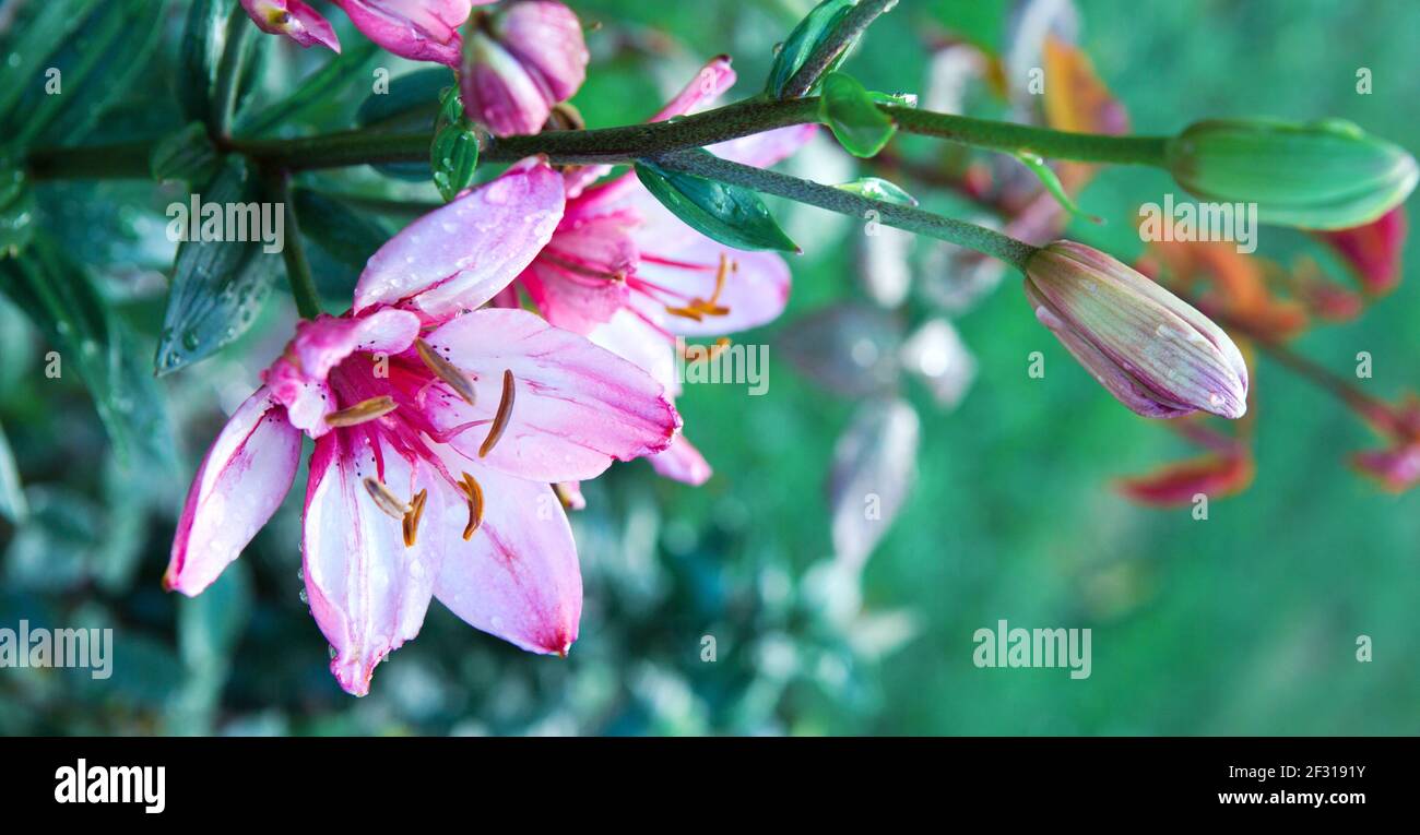 Rosafarbene Lilien, aufgenommen in schönem, natürlichem Licht, isoliert auf unscharfen Hintergrund. Stockfoto