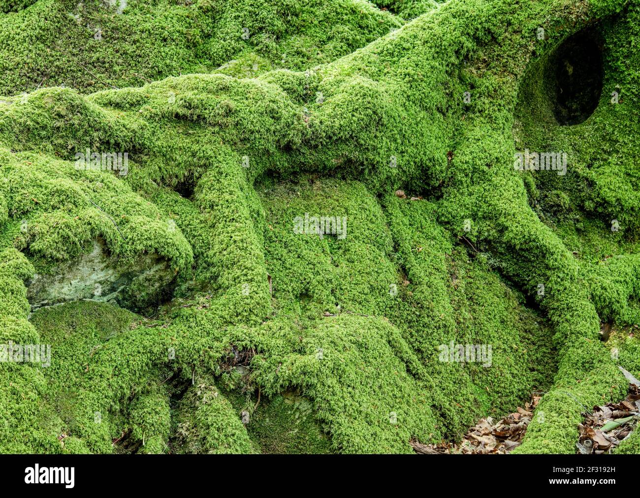 Moos bedeckt verdrehte Baumwurzeln 1411 Stockfoto