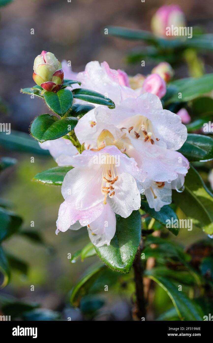 Blassrosa glockenartige Blüten von Rhododendron Cilpinense (Cilpinense Group) Stockfoto