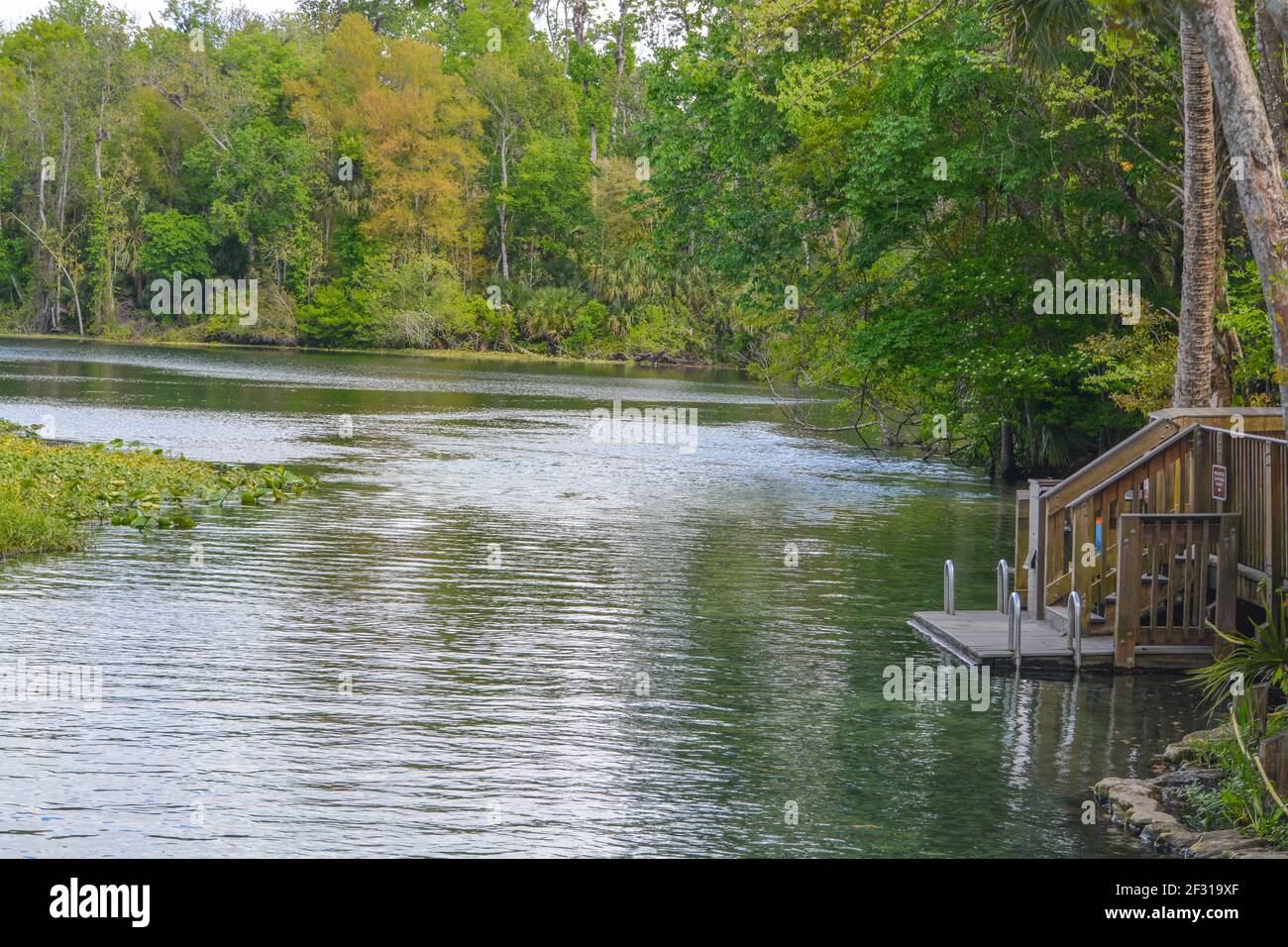 Der schöne Wekiwa Fluss langsam durch Wekiwa Springs State Park in Opapka, Seminole County, Florida Stockfoto