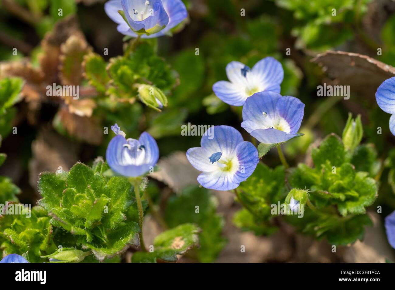 Es ist ein warmer Frühlingstag, also ging ich in einen nahe gelegenen Park, um Frühlingsblumen zu finden und zu fotografieren. Stockfoto