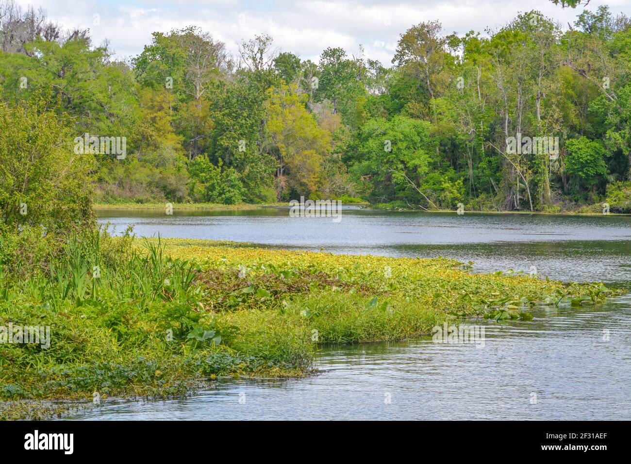 Der schöne Wekiwa Fluss langsam durch Wekiwa Springs State Park in Opapka, Seminole County, Florida Stockfoto