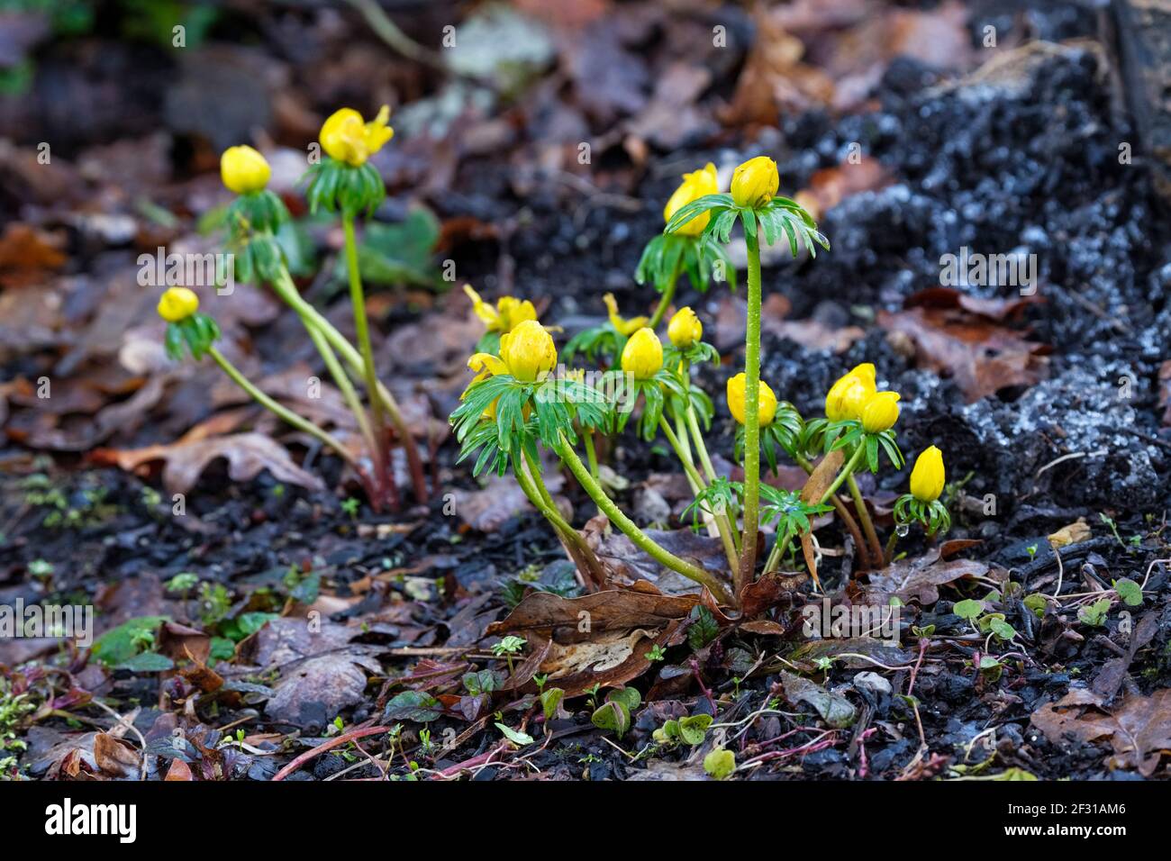 Winterakonit. Eranthis hyemalis. Winterhellebore. Winter Wolf Fluch. Gelbe Blüten auf Pflanzen, die in gehackten Rindenmulch wachsen Stockfoto