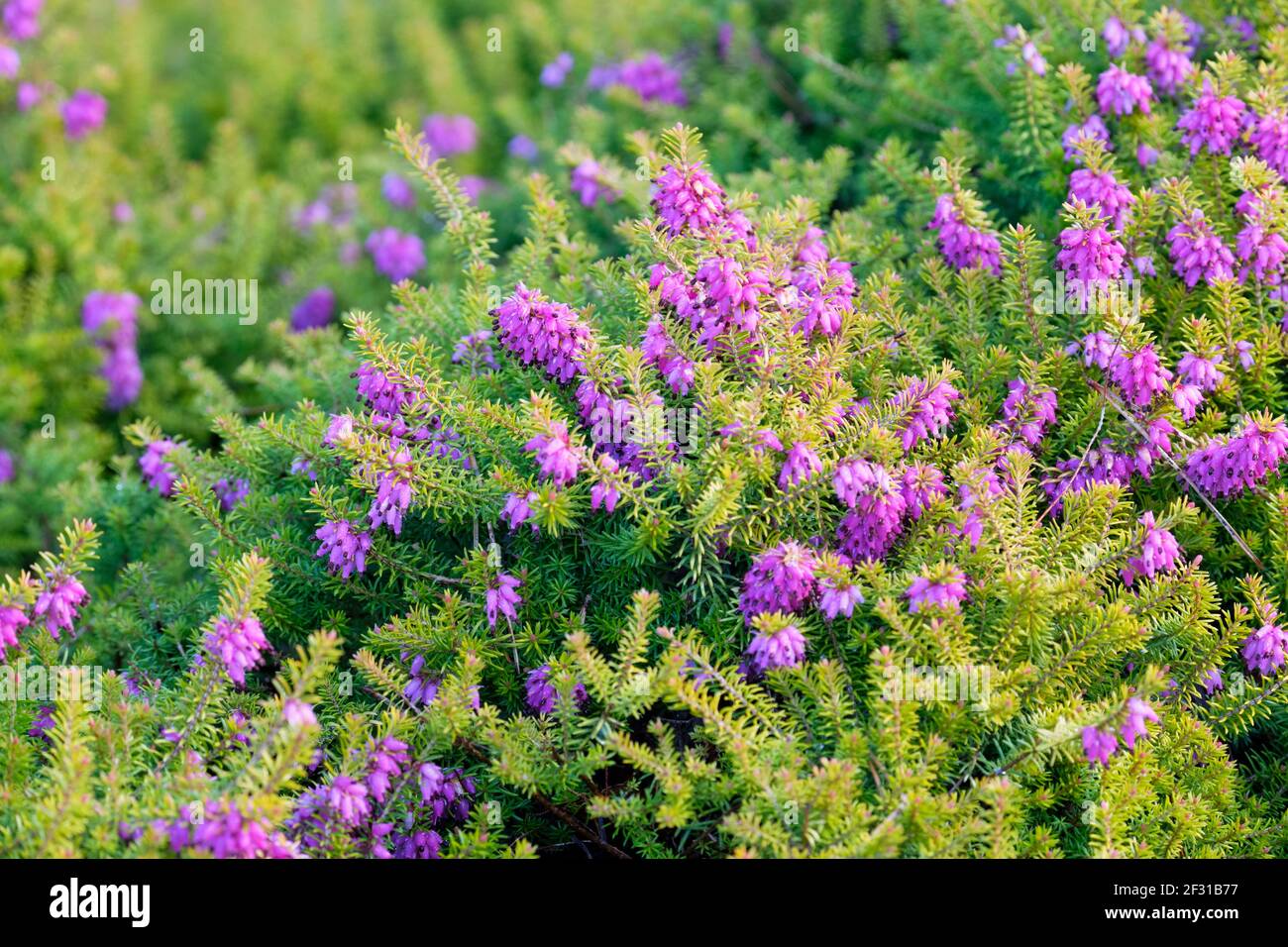 Erica carnea f. aureifolia 'Bell's Extra Special'. Heather „Bell's Extra Special“ Stockfoto