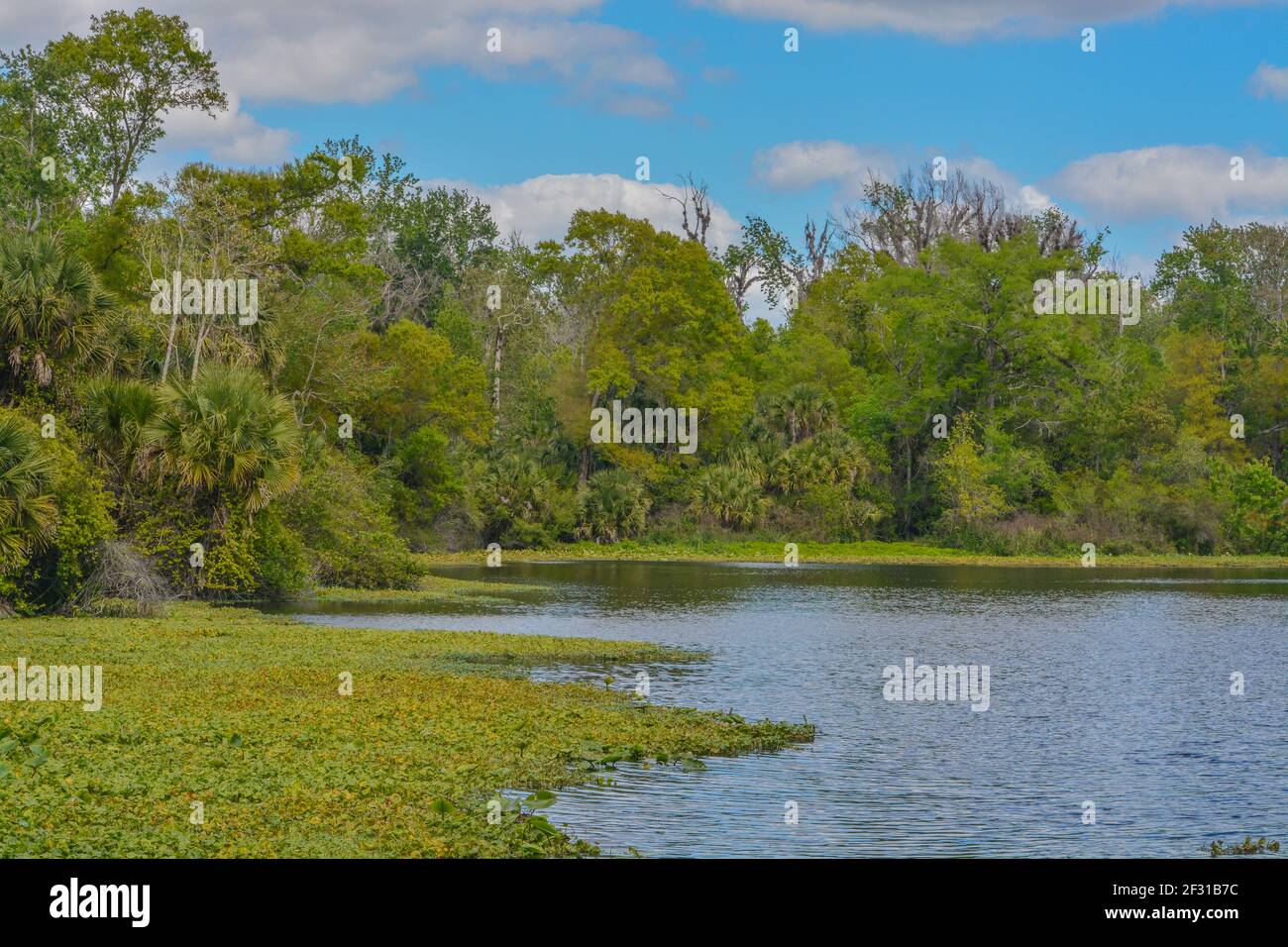 Der schöne Wekiwa Fluss langsam durch Wekiwa Springs State Park in Opapka, Seminole County, Florida Stockfoto