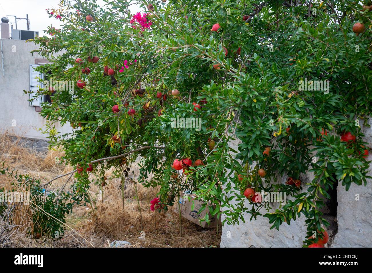Eine Nahaufnahme eines fruchtbaren Granatapfelbaums, der bei einem wächst grove Stockfoto
