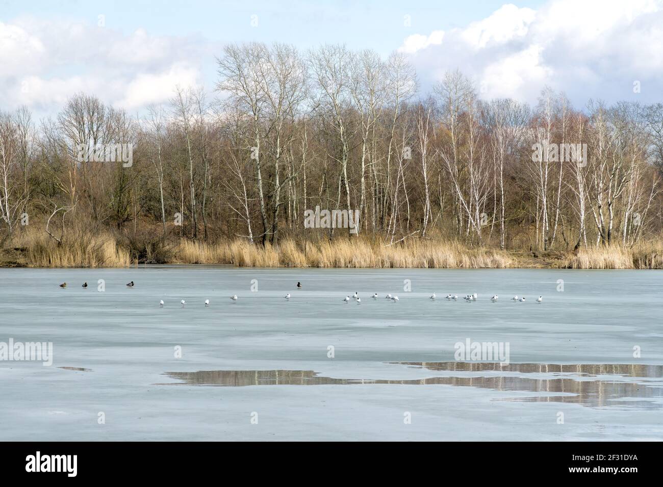 Winter- oder Frühfrühlingslandschaft mit gefrorenem Wasser und Wald in Polen, Europa. Wasservögel auf dem schmelzenden Eisschild, der den See oder Teich bedeckt. Stockfoto