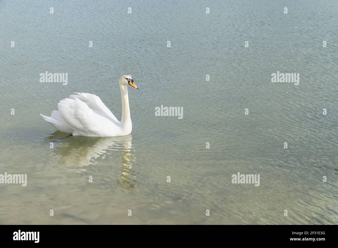 Einsamer weißer Schwan (Cygnus olor) auf dem gewellten Wasser. Sonniger Frühlingstag. Natürlicher Hintergrund mit Kopierbereich. Stockfoto