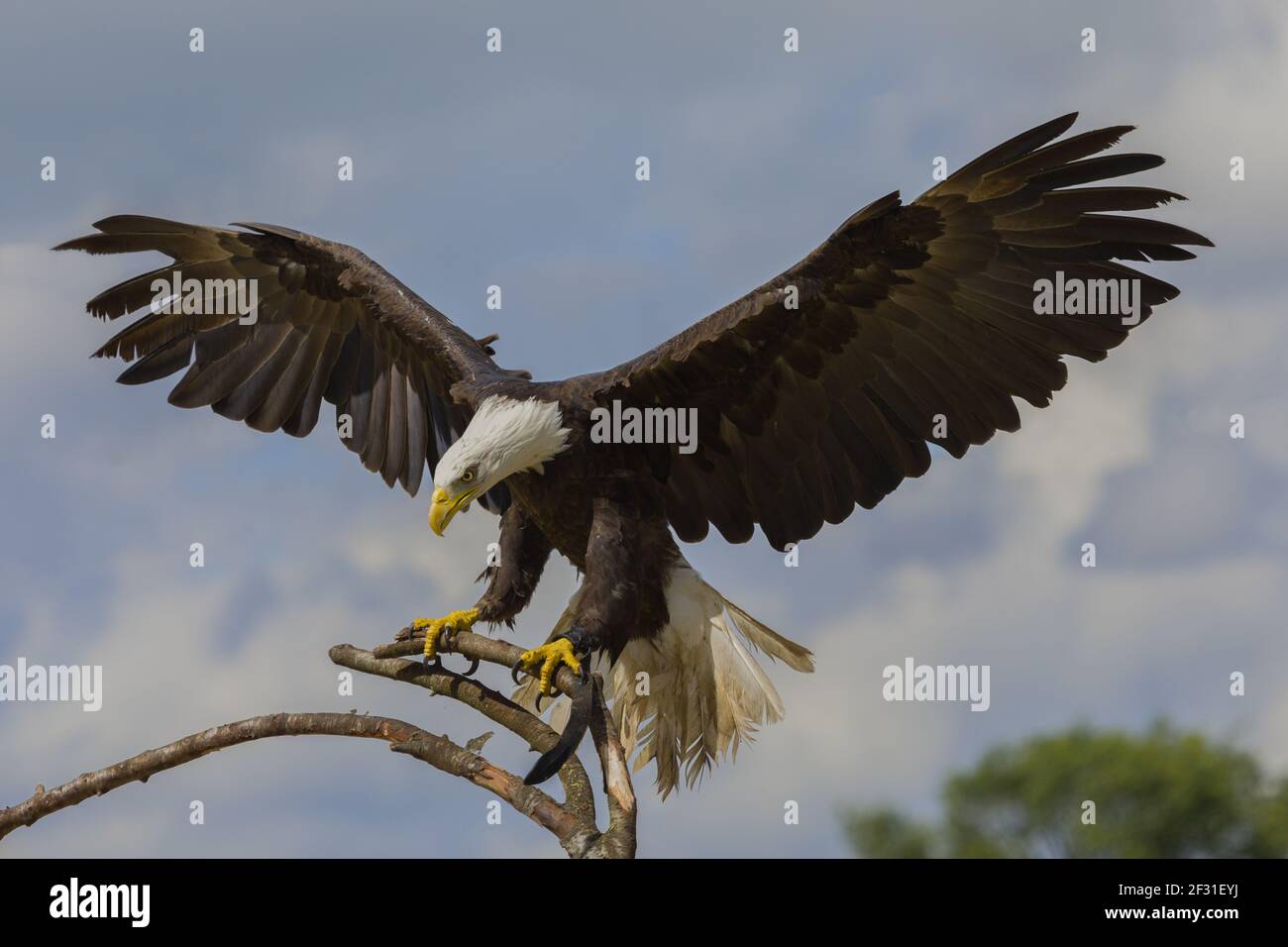 Beeindruckender Weißkopfadler auf einem Ast mit ausgebreiteten Flügeln Stockfoto