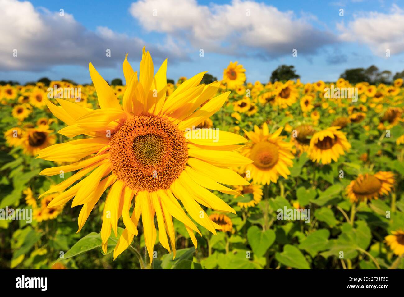 Helle Sonnenblumen vor einem blauen Himmel Stockfoto