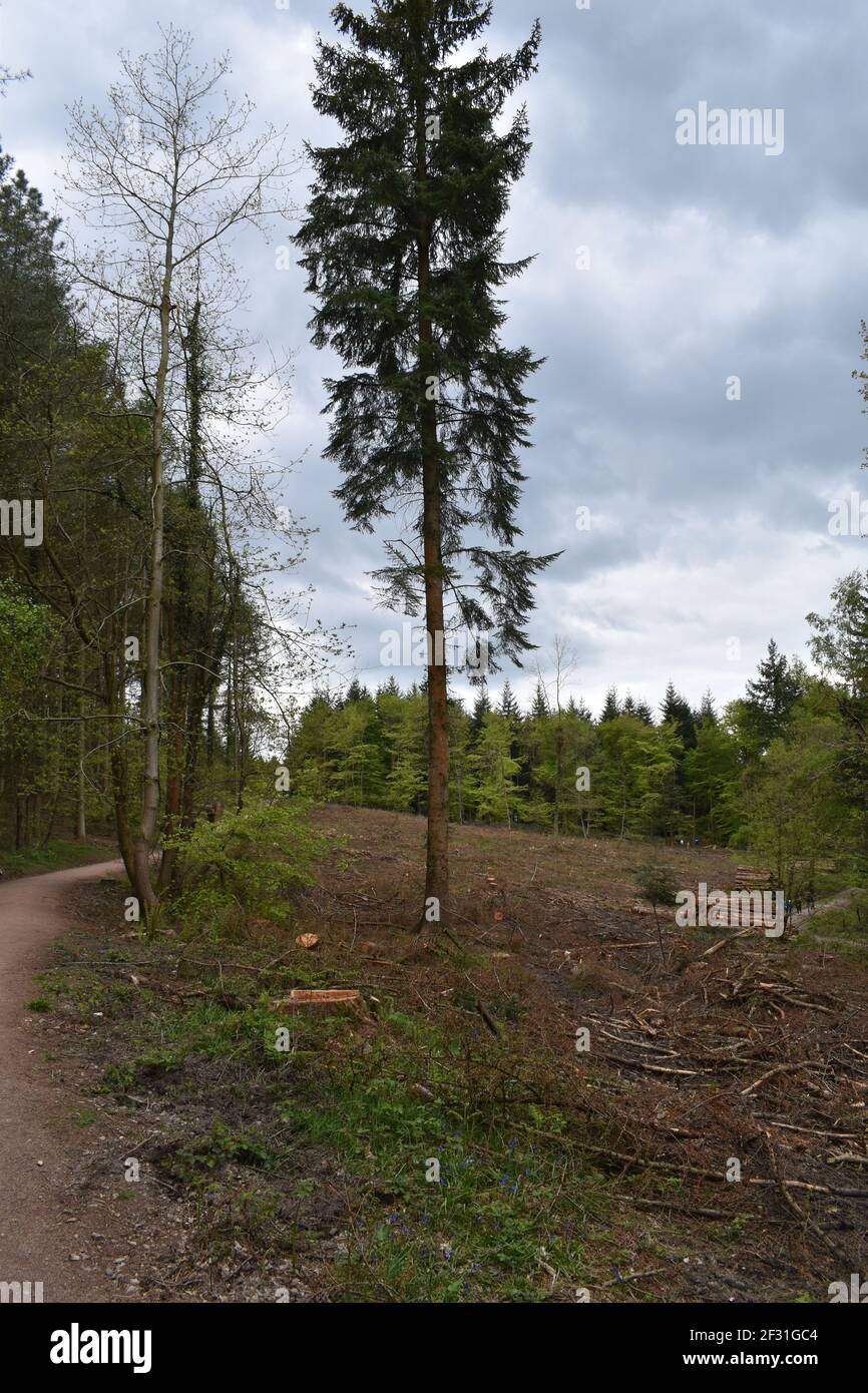 Solitary Pine Tree, Forest of Dean, Gloucestershire, Großbritannien Stockfoto