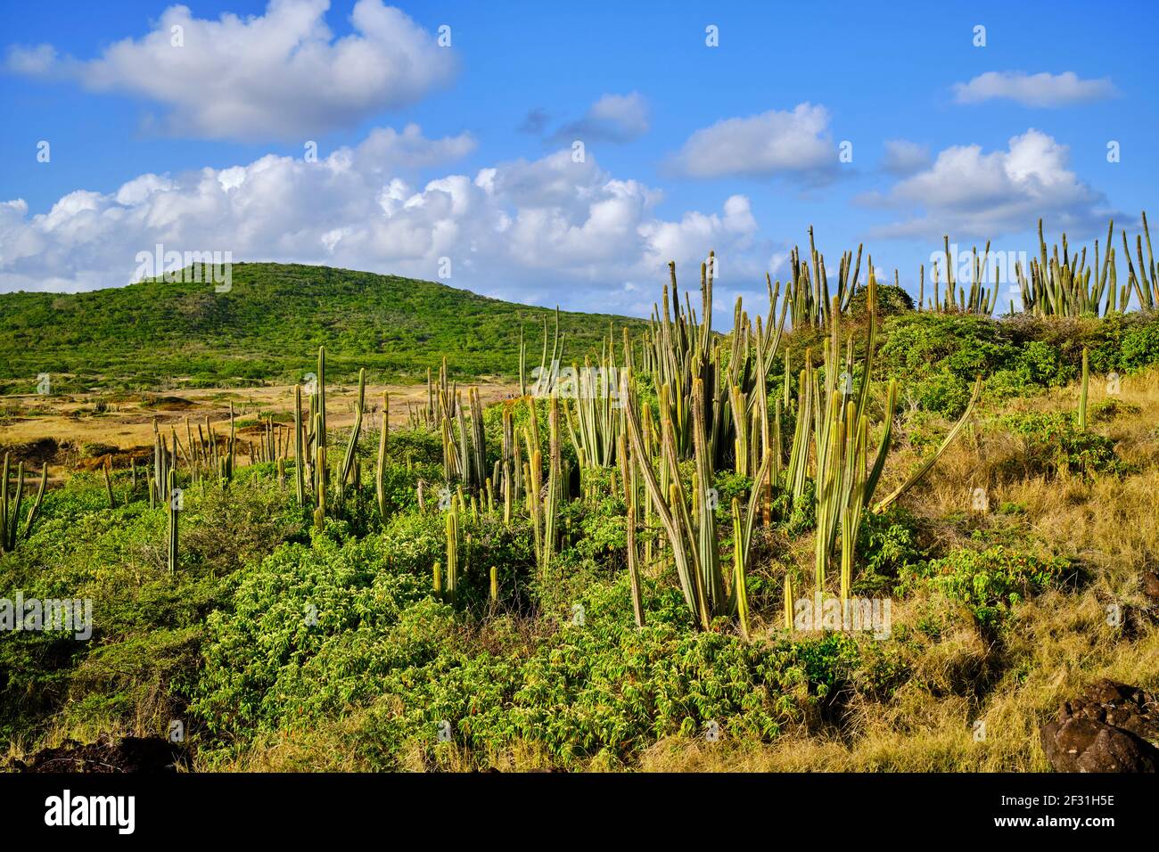 Frankreich, Westindien, Martinique, Sainte-Anne, Petrification Savannah Stockfoto