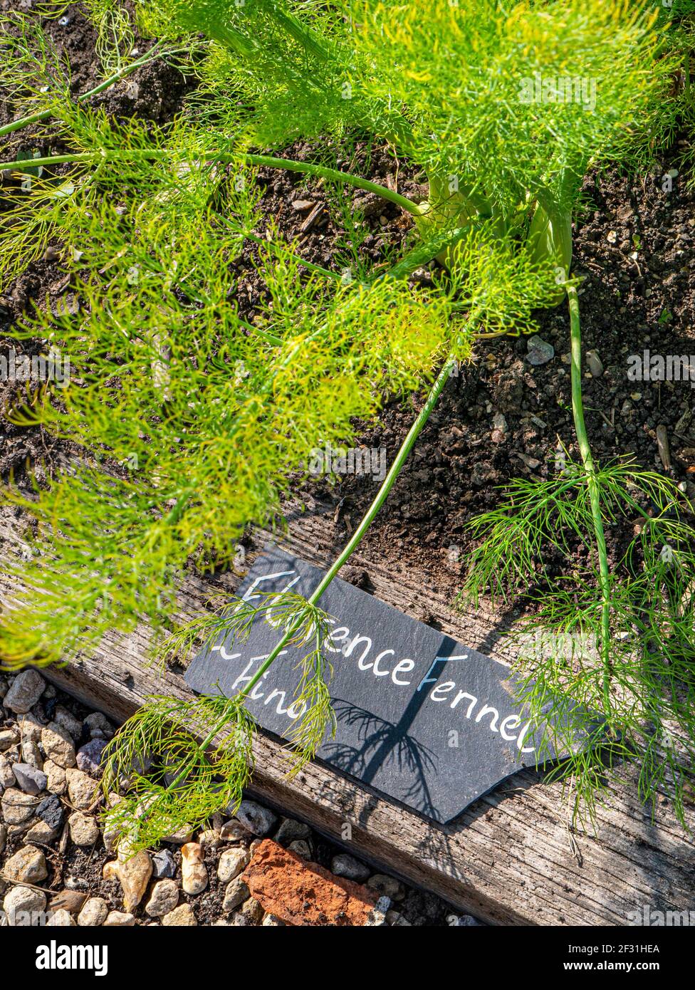 Florence Fenchel Zefa Fino Foeniculum vulgare in einem Restaurant Küche Kräutergarten mit Schieferetikett, auch Finuccio bulbing Fenchel genannt Stockfoto