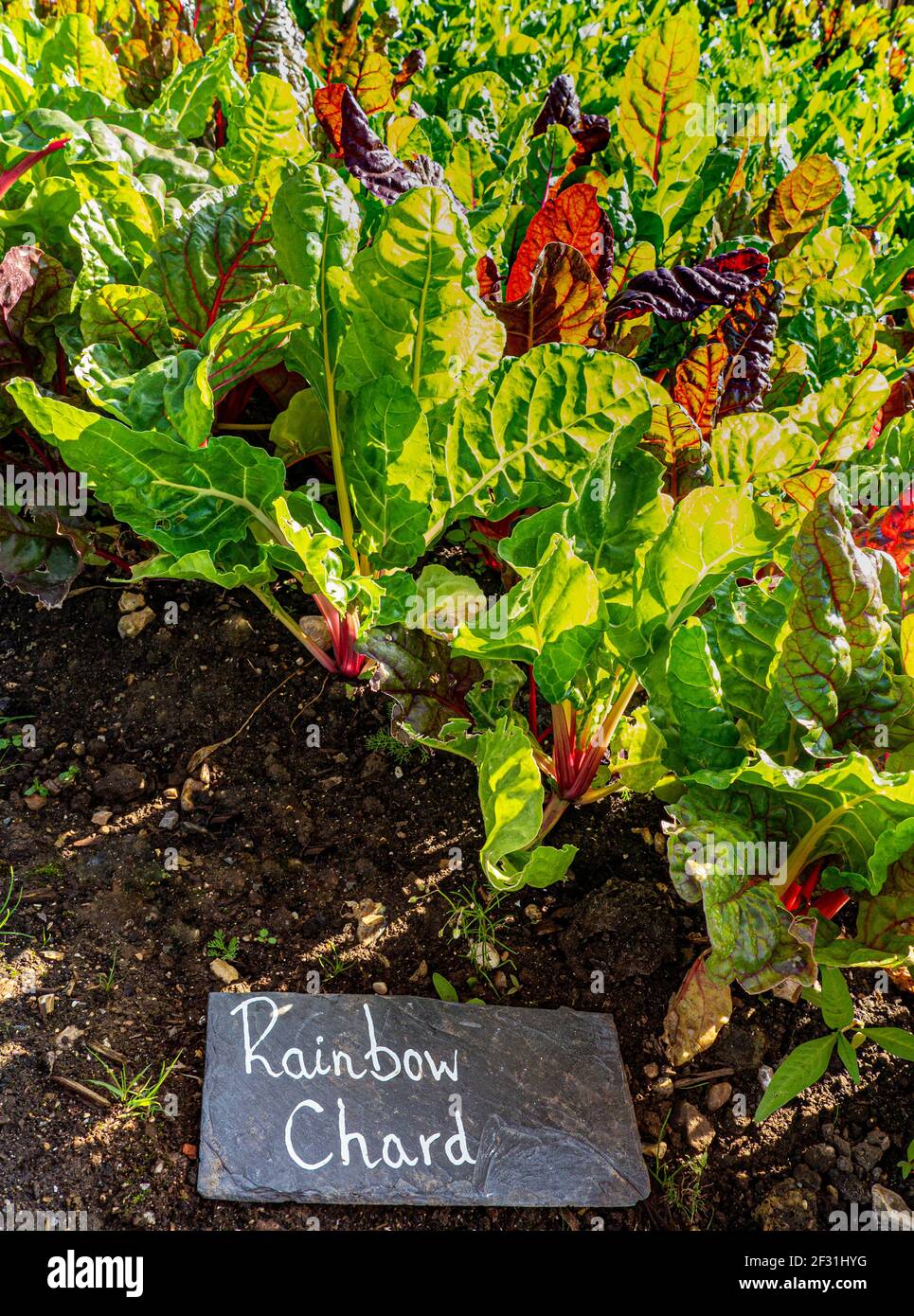 Regenbogen Mangold wächst in einen Gemüsegarten mit rustikalen Schiefer Namensmarke Stockfoto