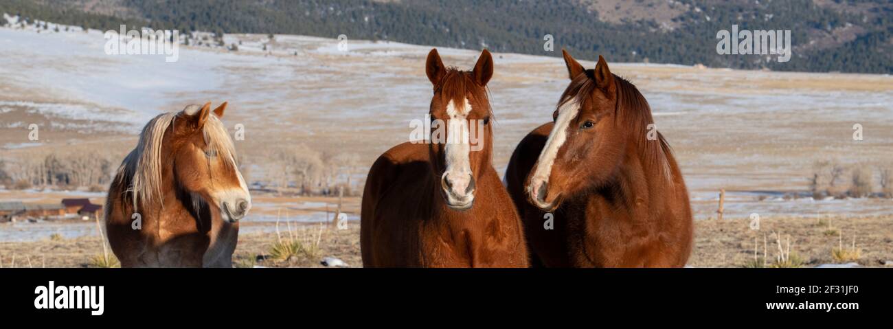 USA, Colorado, Custer County, Westcliffe, Music Meadows Ranch. Sorrel Pferde mit Zugpferd und Sangre de Cristo Bergkette in der Ferne. Stockfoto