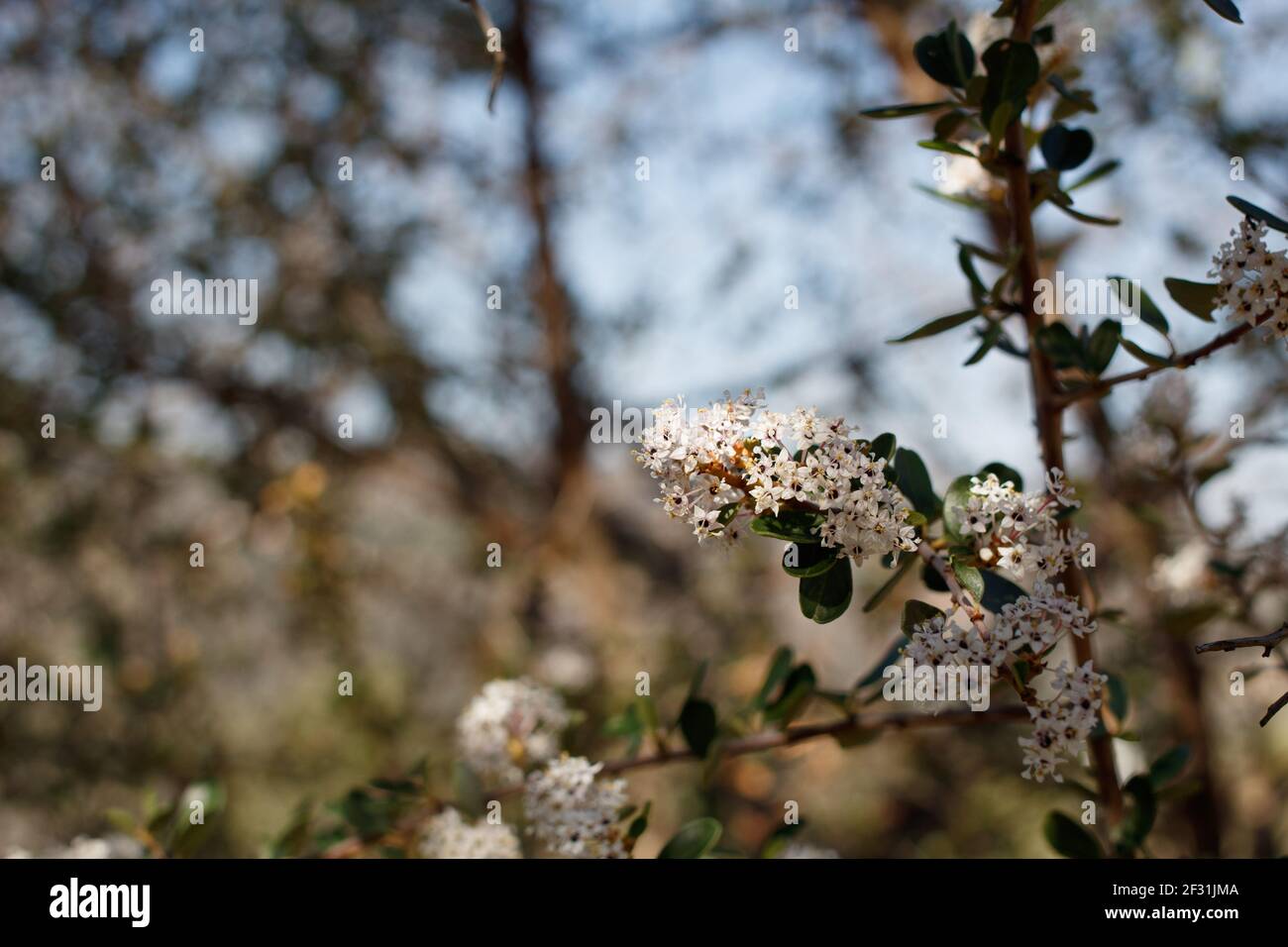 Weiße Doldenblüte von Bigpod Buckbrush, Ceanothus Megacarpus, Rhamnaceae, einheimischer Strauch im Topanga State Park, Santa Monica Mountains, Winter. Stockfoto
