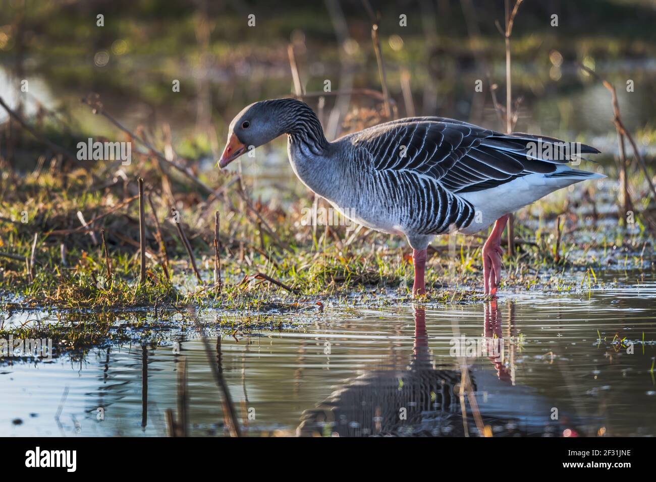 Graugans Angeln in flachen Gewässern Stockfoto