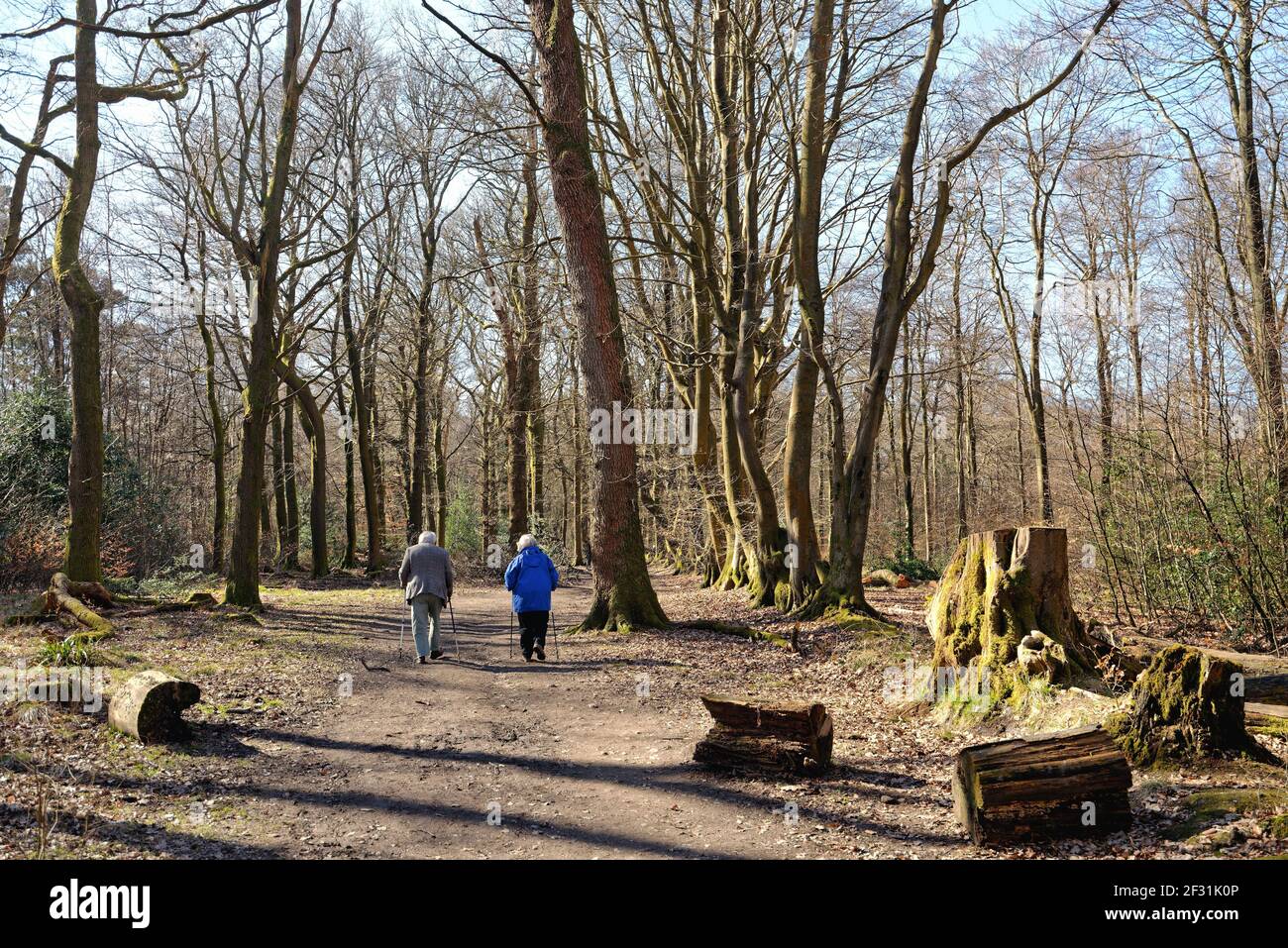 Ein älteres Paar mit Spazierstöcken, das an einem sonnigen Frühlingstag in den Surrey Hills in der Nähe von Dorking England durch die Wälder der North Downs schlendert Stockfoto