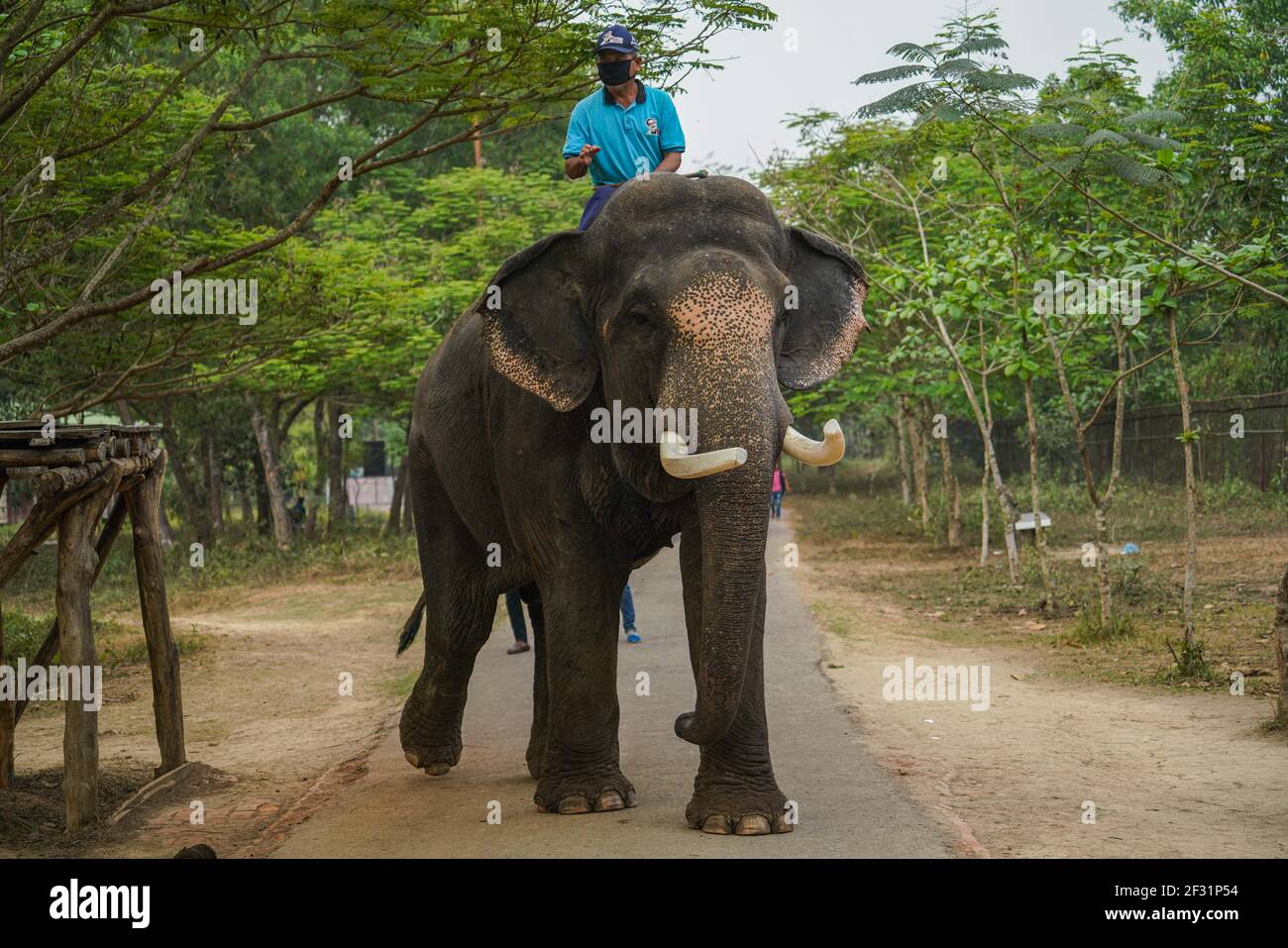 Gazipur, Sreepur, Bangladesch. März 2021, 11th. Ein Mahout (Elefantenreiter, Trainer oder Hüter) reiten auf dem Rücken von Elefanten im Bangabandhu Sheikh Mujib Safari Park in Gazipur. Kredit: Zabed Hasnain Chowdhury/SOPA Images/ZUMA Wire/Alamy Live Nachrichten Stockfoto