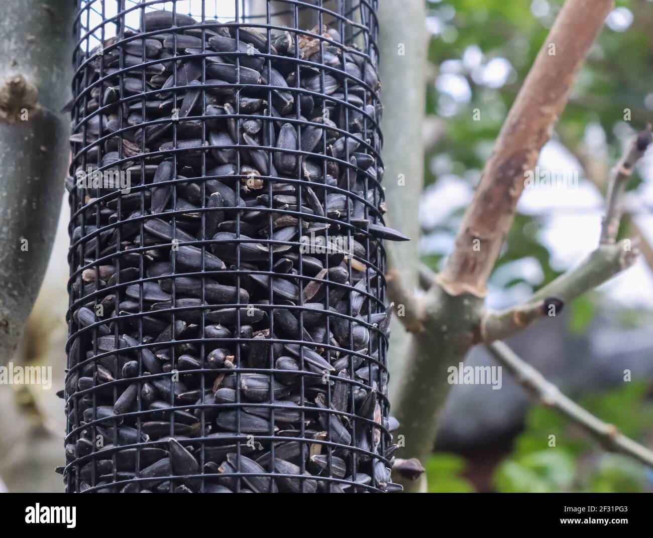 Frische Vogelkerne in einem Garten hängen an einem Verzweigt mit unscharfem Hintergrund Stockfoto