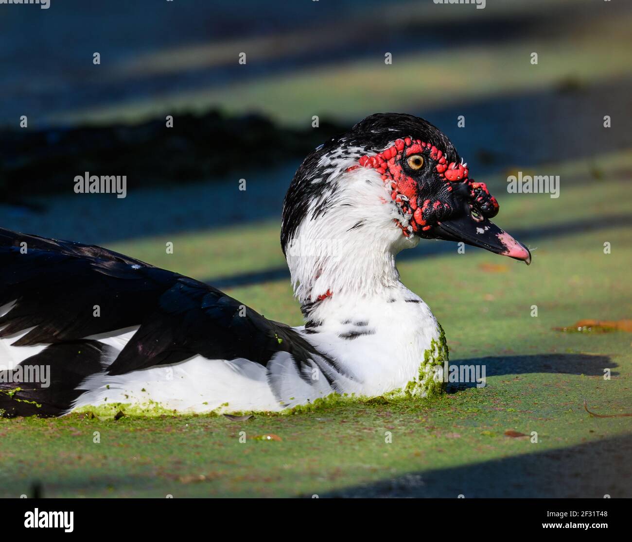 Nahaufnahme einer Moskauer Ente (Cairina moschata) in der Nähe eines Sees. Houston, Texas, USA. Stockfoto