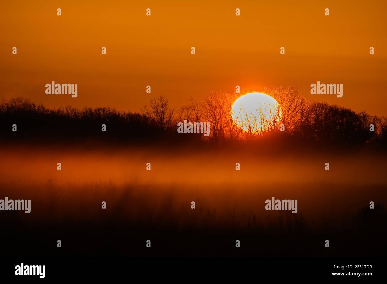 Sonnenaufgang über Nebelwald. Attwater Laaride Chicken National Wildlife Refuge. Houston, Texas, USA. Stockfoto