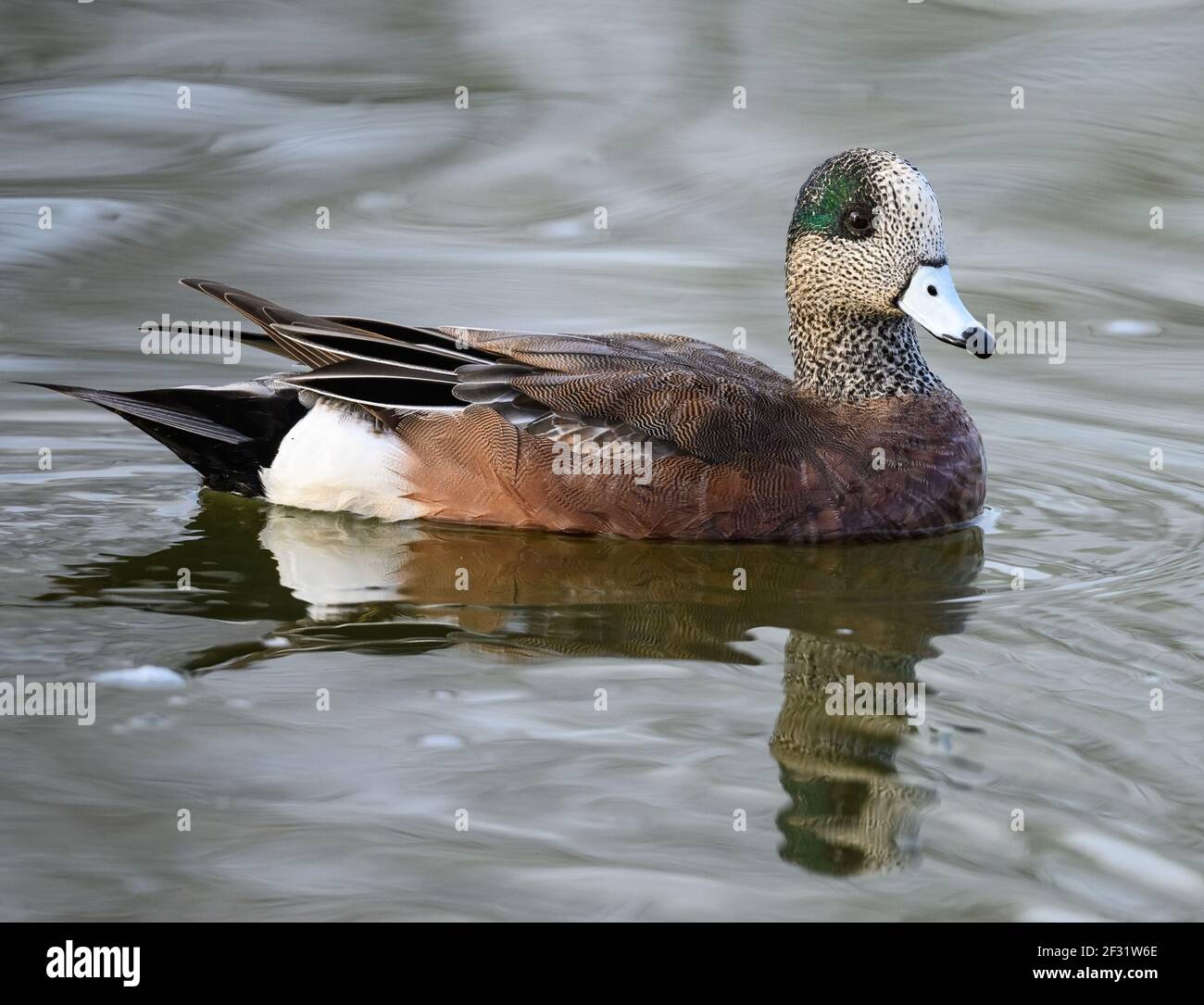 Ein männlicher amerikanischer Wgeon (Mareca americana) schwimmend in einem See. Houston, Texas, USA. Stockfoto