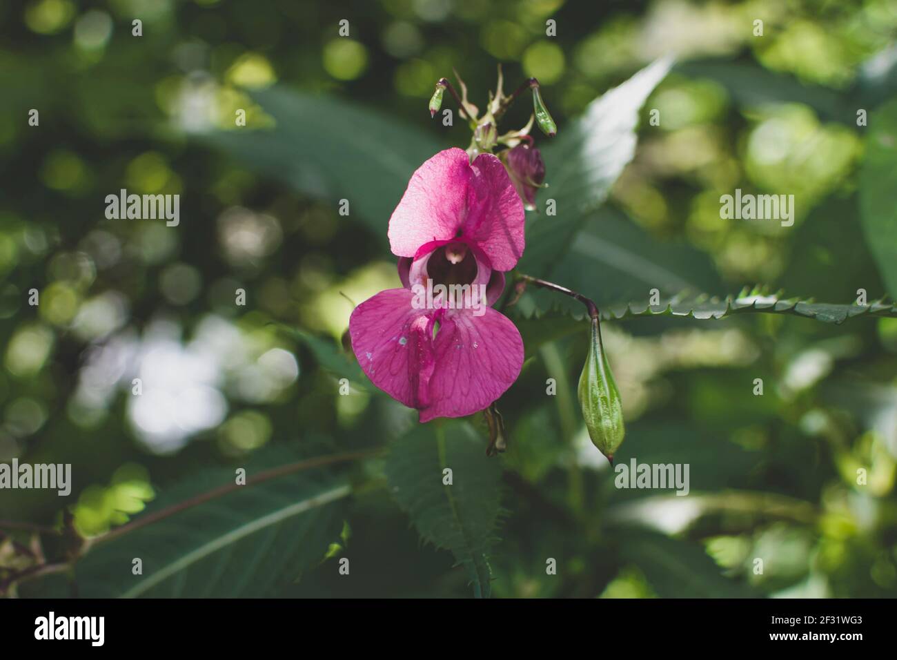 Schöner Himalaya-Balsam, Impatiens glandurifera blühende Blume Nahaufnahme. Polizist Helmet Pflanze, Bobby Tops, invasive asiatische Pflanzenarten. Stockfoto