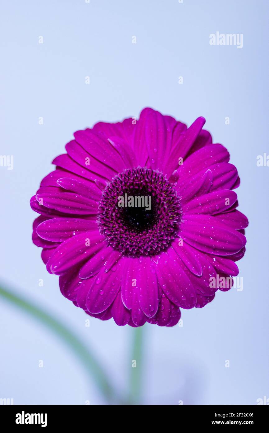 Abstrakt von einem rosa Gerbera Gänseblümchen Makro mit Wassertröpfchen auf den Blütenblättern. Stockfoto