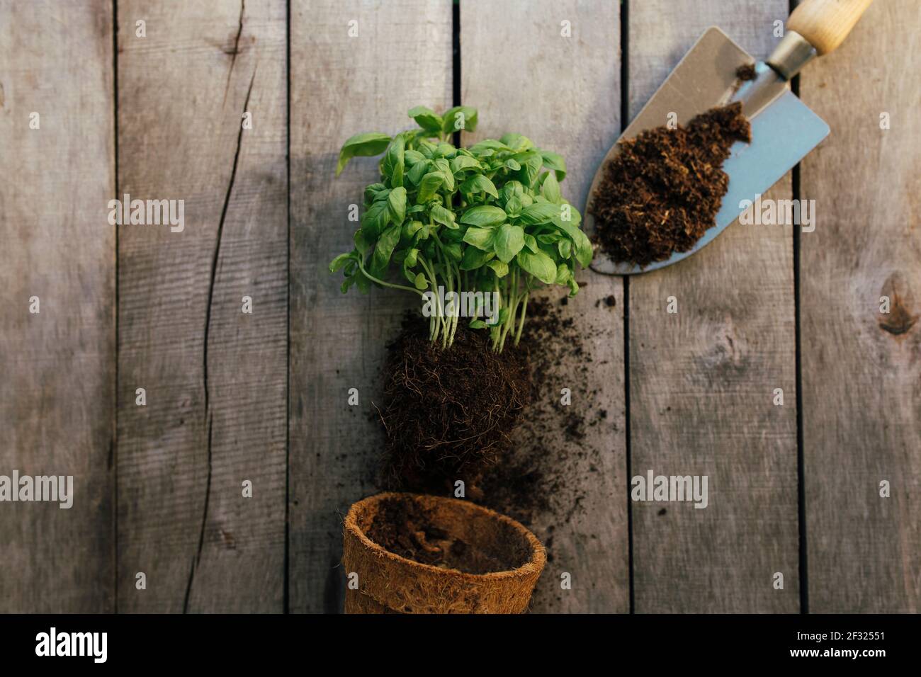 Gartenkonzept. Öko Topf mit grüner Pflanze, Schaufel, Schmutz auf Holzhintergrund. Gartenhobby. Hochwertige Fotos Stockfoto