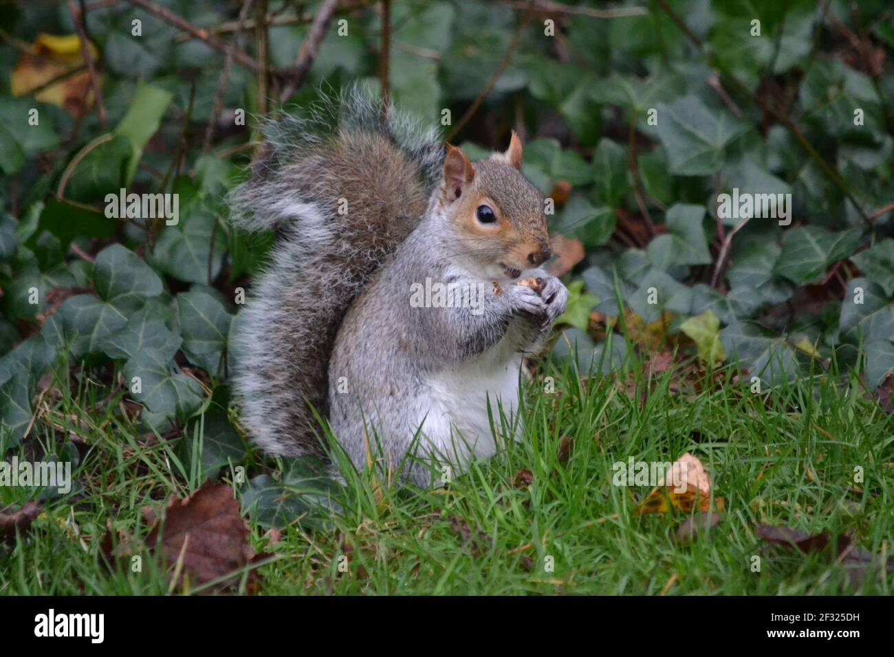 Graue Eichhörnchen essen EINE Nuss im Park, sitzen auf dem Boden - Sciurus Carolinensis - buschiger Schwanz - Halten Essen in Front Krallen - Close Up - Sussex UK Stockfoto