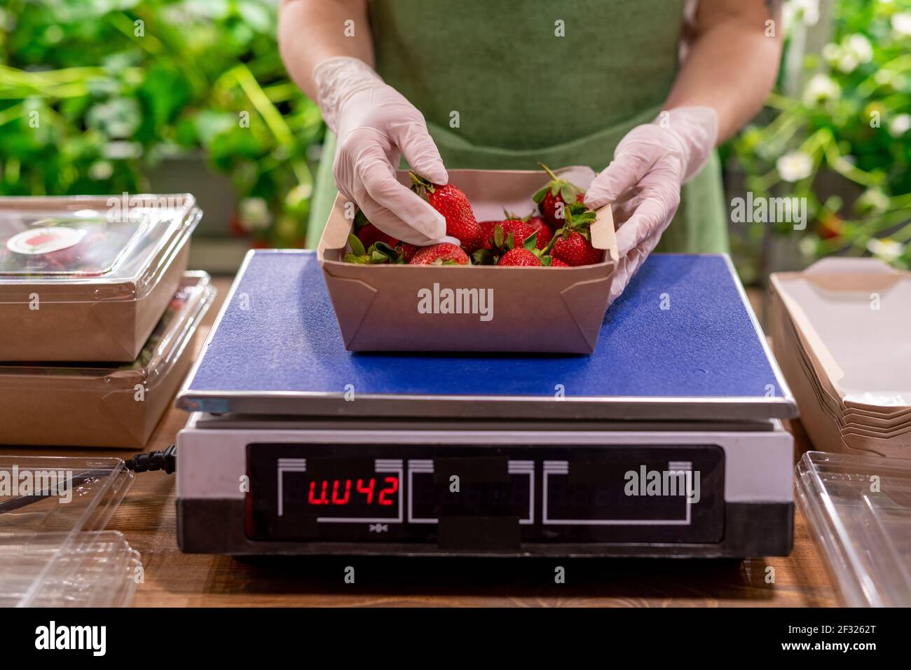 Handschaufel der jungen Arbeiterin der vertikalen Farm stehend Durch Schuppen und setzen frische reife Erdbeeren in Papierbehälter Stockfoto
