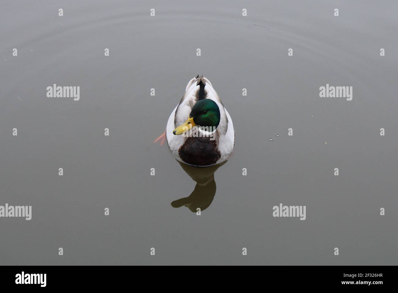 Männlicher Mallard nach vorne mit Spiegelung im Wasser mit Kopierraum Stockfoto