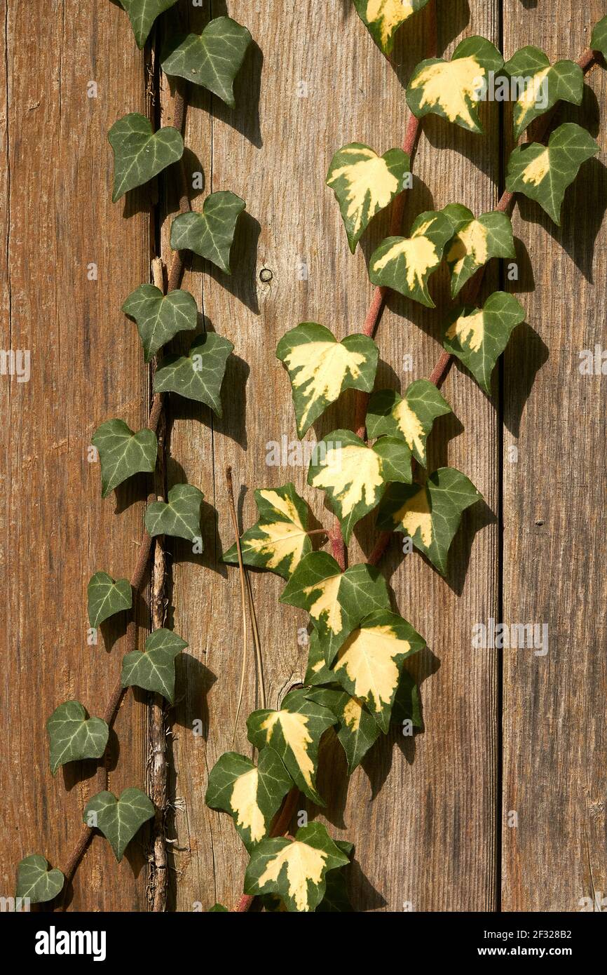 Efeu textur -Fotos und -Bildmaterial in hoher Auflsung  Alamy
