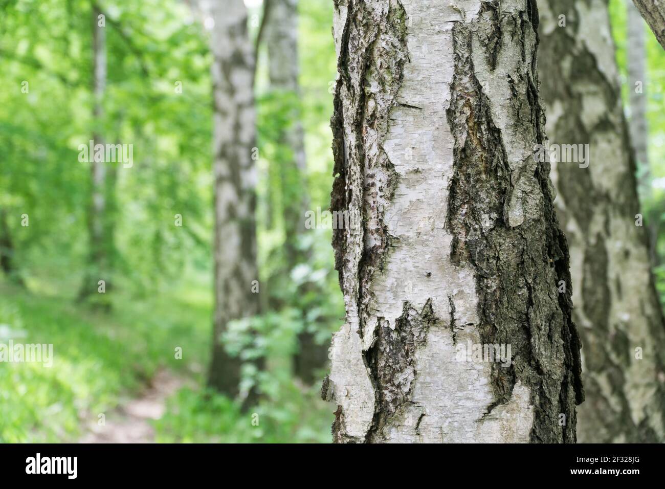 Grüner Frühlingshintergrund mit Birkenrinde im Vordergrund. Selektiver Fokus. Natürlicher Hintergrund mit Kopierbereich. Stockfoto