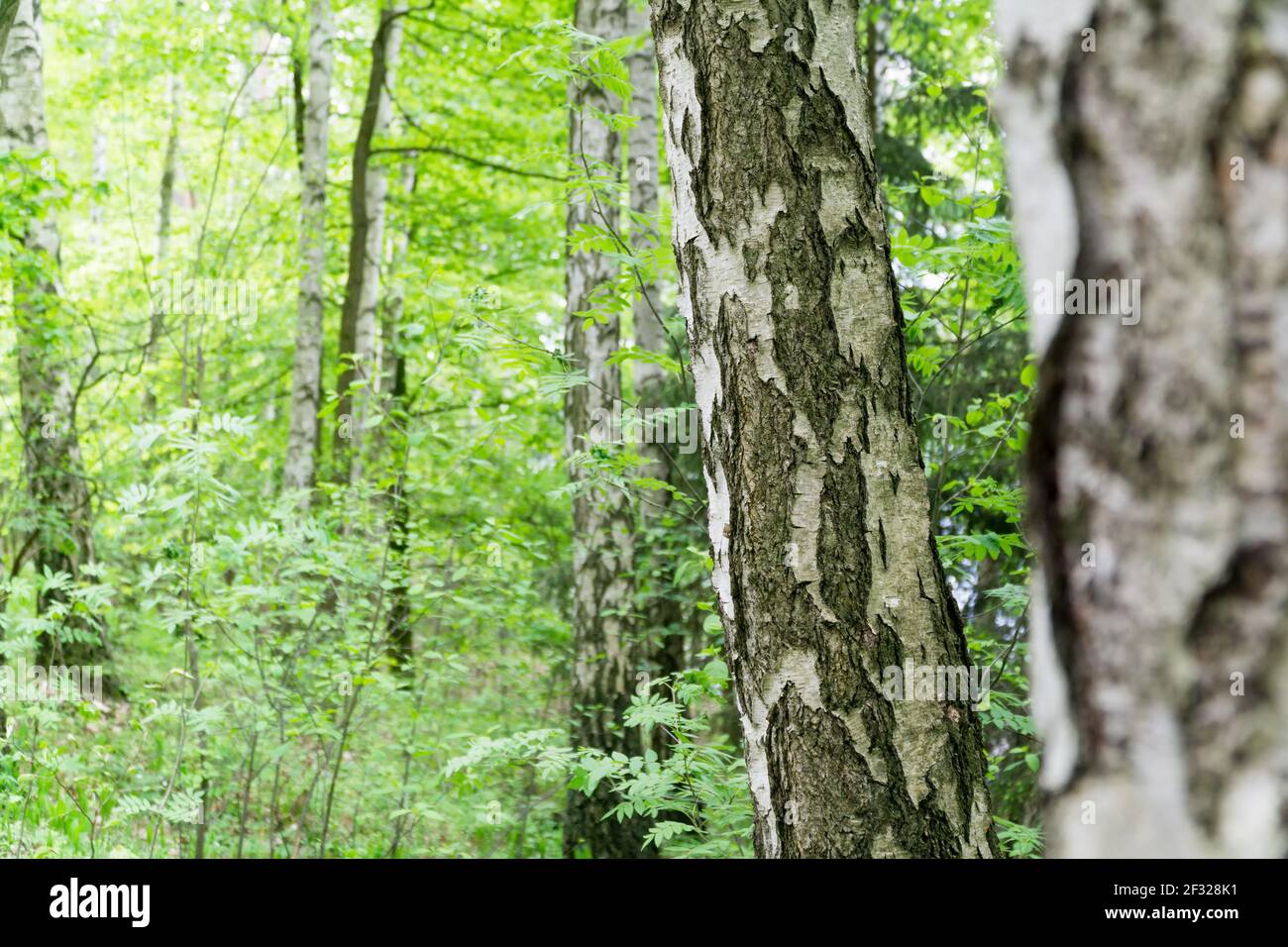 Grüner Frühlingshintergrund mit Birkenrinde im Vordergrund. Selektiver Fokus. Natürlicher Hintergrund mit Kopierbereich. Stockfoto