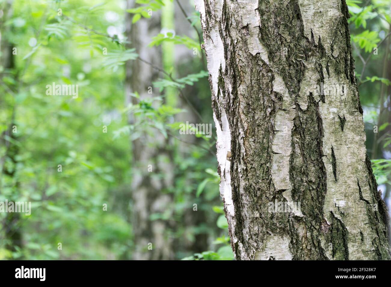 Grüner Frühlingshintergrund mit Birkenrinde im Vordergrund. Selektiver Fokus. Natürlicher Hintergrund mit Kopierbereich. Stockfoto