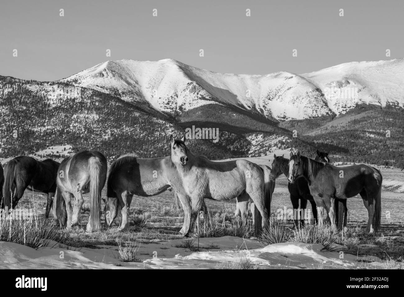Colorado, Westcliffe, Music Meadows Ranch. Horde mit Rocky Mountains in der Ferne. S/W Stockfoto
