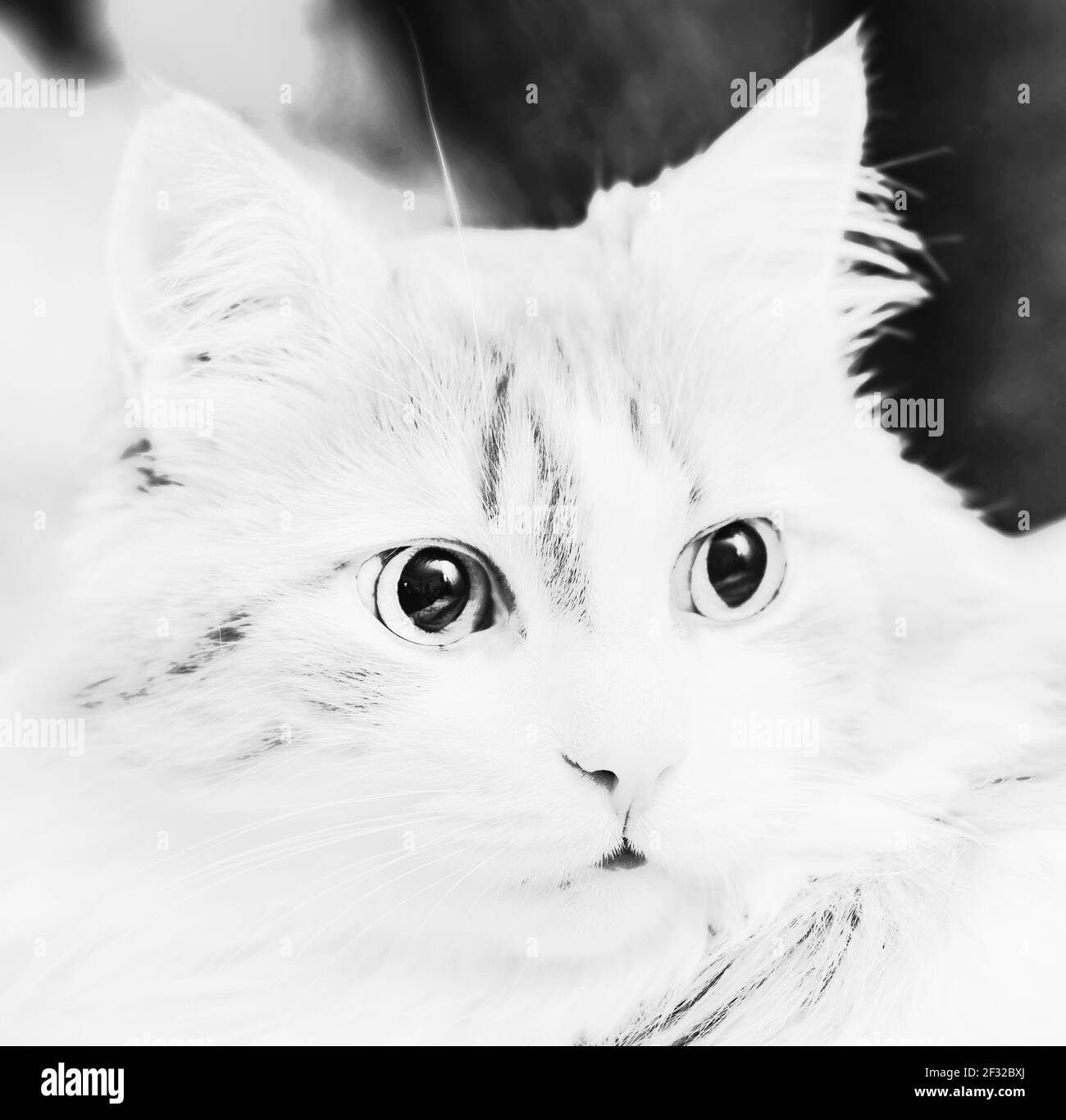 Echt überrascht Katze schwarz und weiß Akzent auf Augen an Kontrast Stockfoto