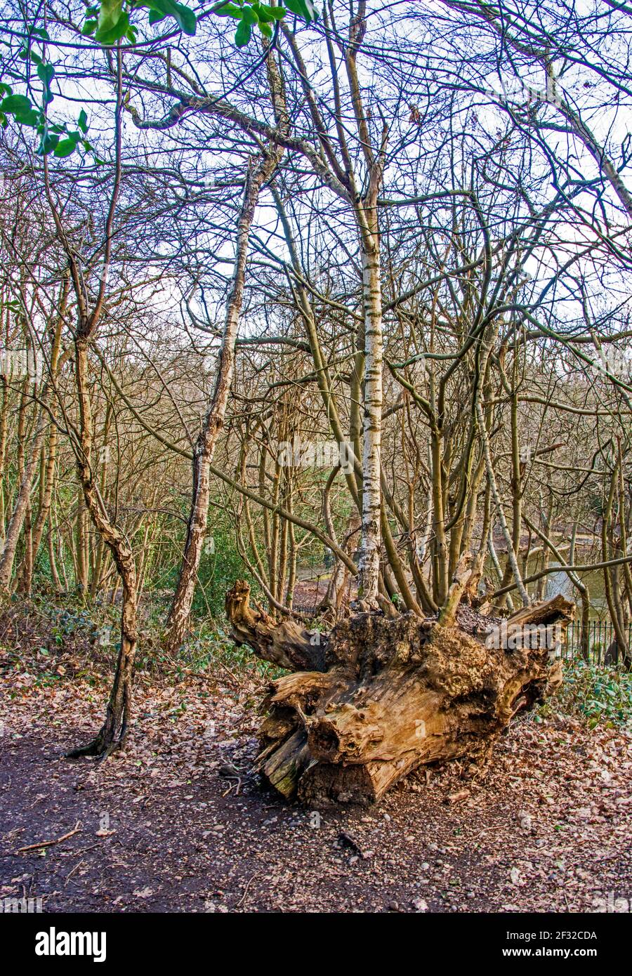Lesnes Abbey Woods Stockfoto