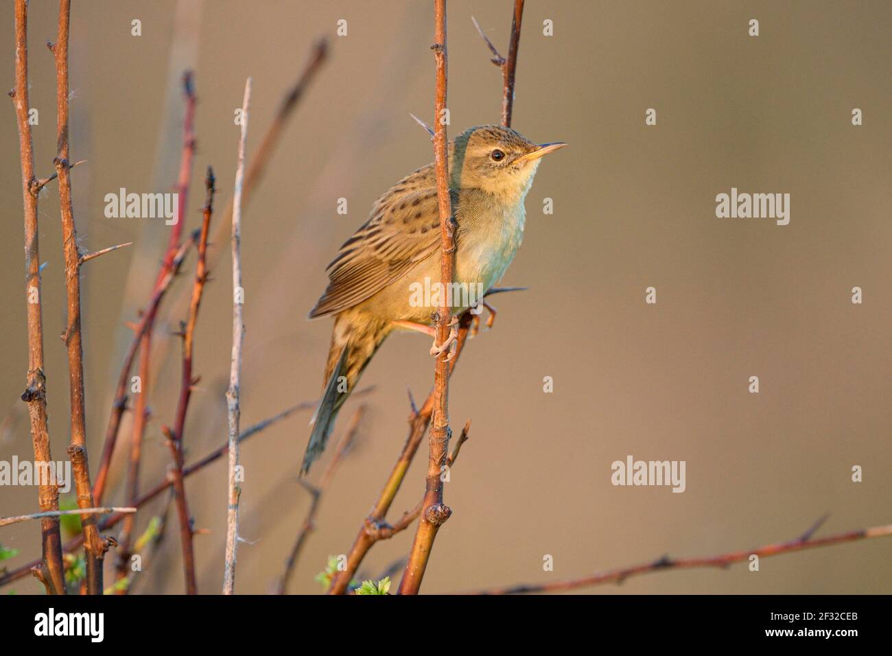 Buschgrasmücke (Locustella naevia), Männchen, April, Texel Insel, Nordholland, Nordsee, Niederlande Stockfoto