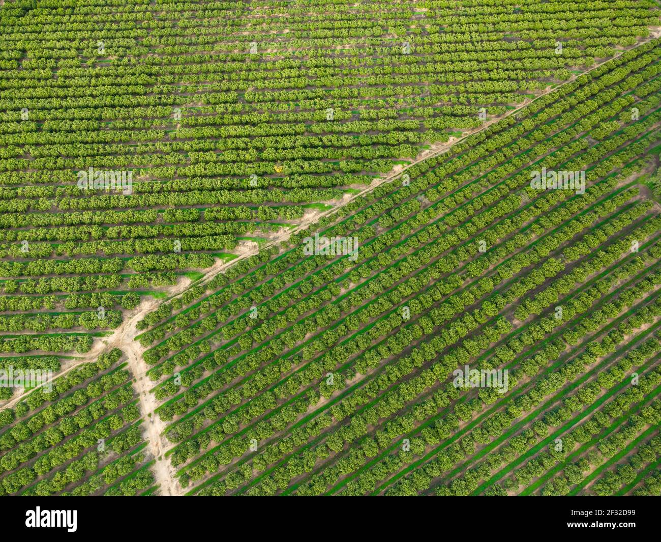 Luftaufnahme von Orangenhain, die große Textur schafft, Algarve, Portugal Stockfoto
