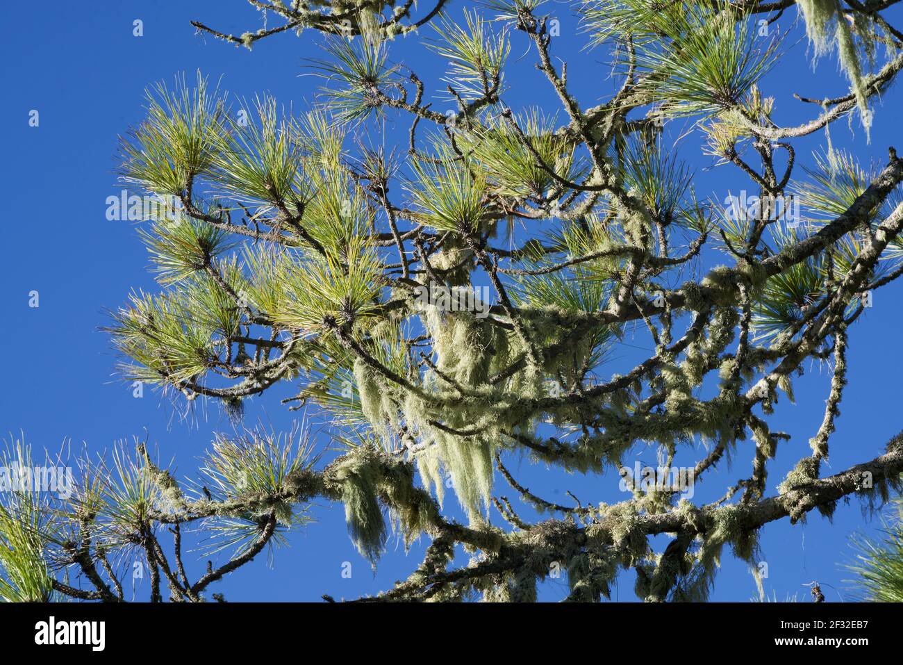 Flechten bei einer Kiefer unter einem blauen Himmel Stockfoto