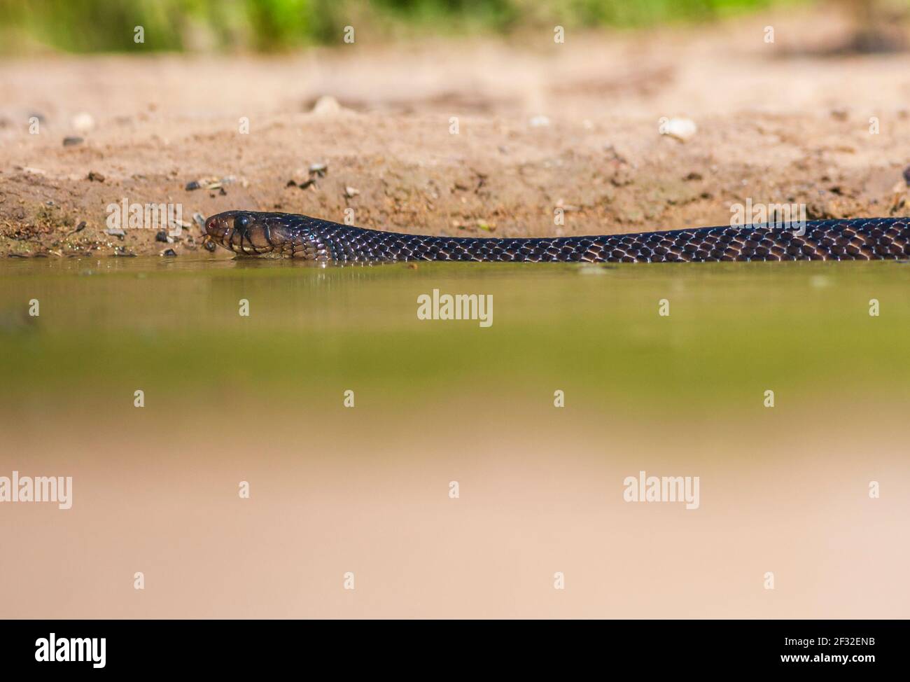 Schlangen von texas Fotos und Bildmaterial in hoher Auflösung Alamy