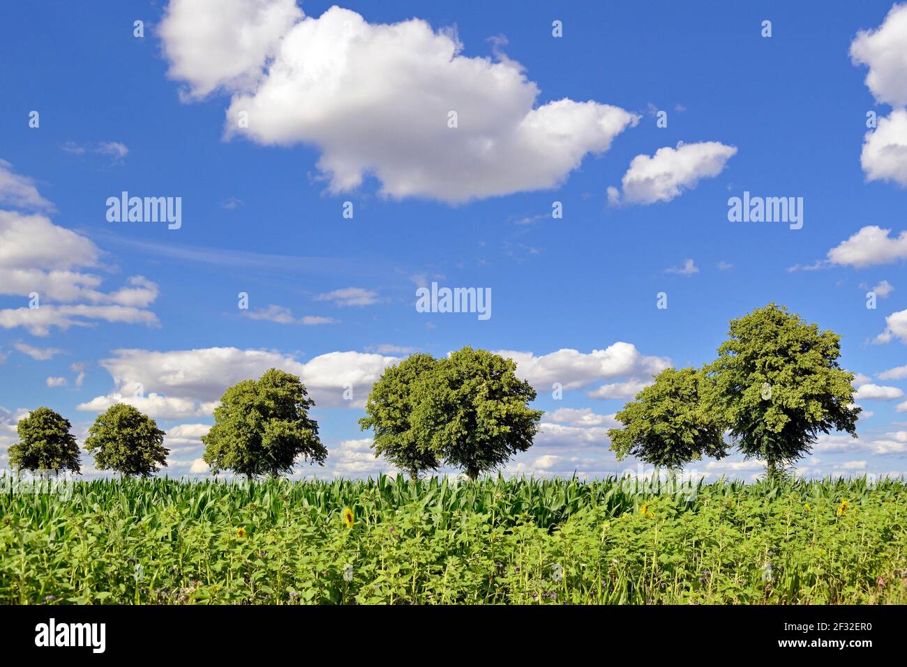 Lindenbäume (Tilia), Baumreihe neben Kornfeld (Zea mays) mit blühenden Streifen, blauer Wolkenhimmel, Nordrhein-Westfalen, Deutschland Stockfoto