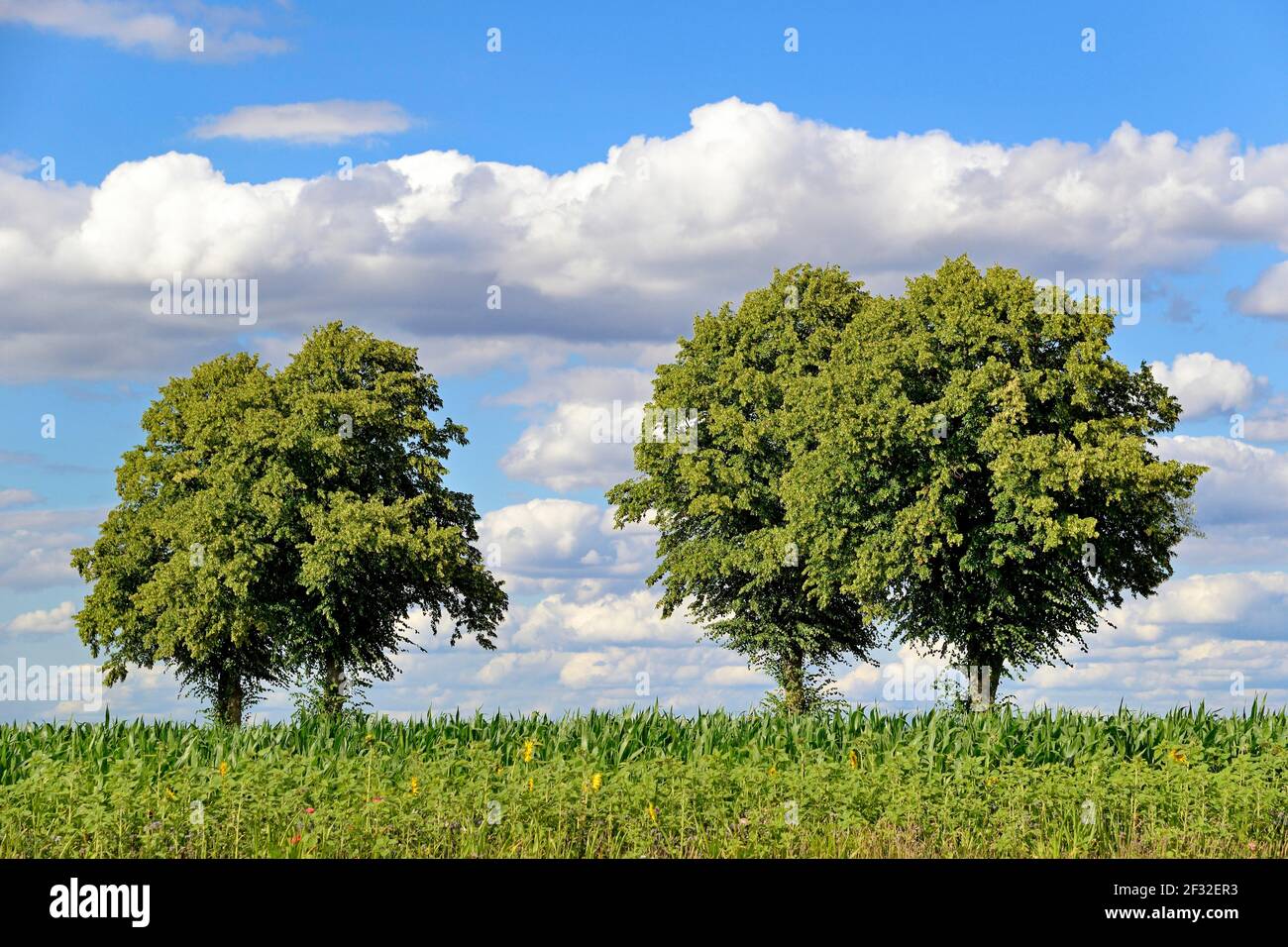 Lindenbäume (Tilia), Baumreihe neben Kornfeld (Zea mays) mit blühenden Streifen, blauer Wolkenhimmel, Nordrhein-Westfalen, Deutschland Stockfoto