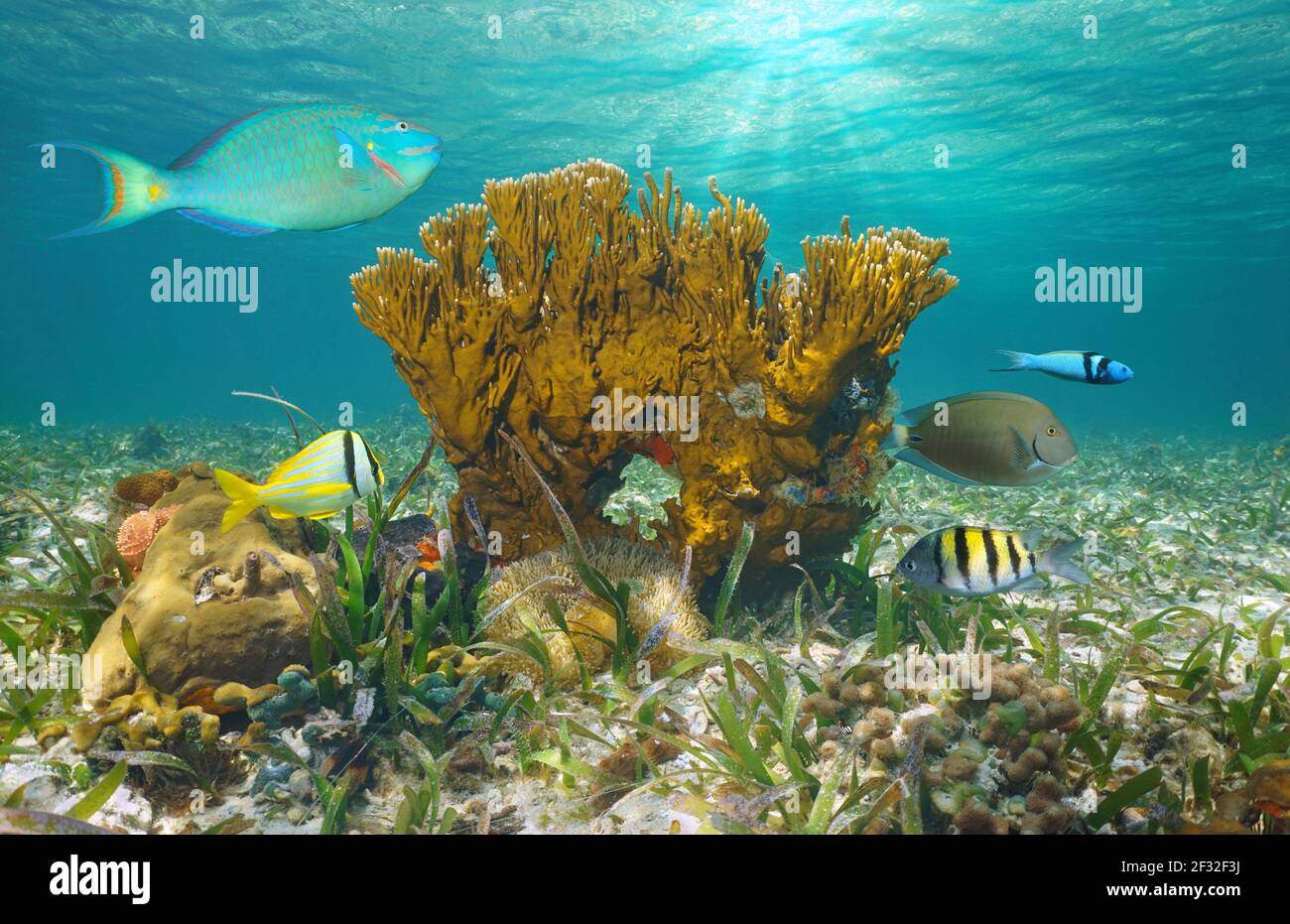 Meeresleben im Ozean, tropische Fische mit Feuerkorallen unter Wasser, Bahamas Stockfoto