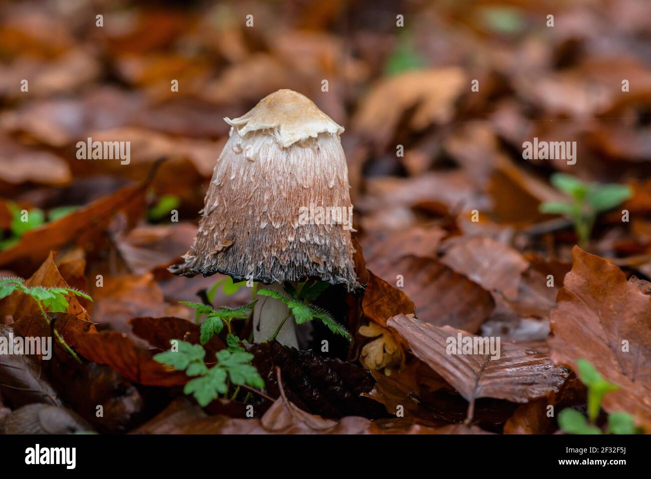 Zottelige Tintenkappe (Coprinus comatus), essbar, Pilz, Mecklenburg-Vorpommern, Deutschland Stockfoto