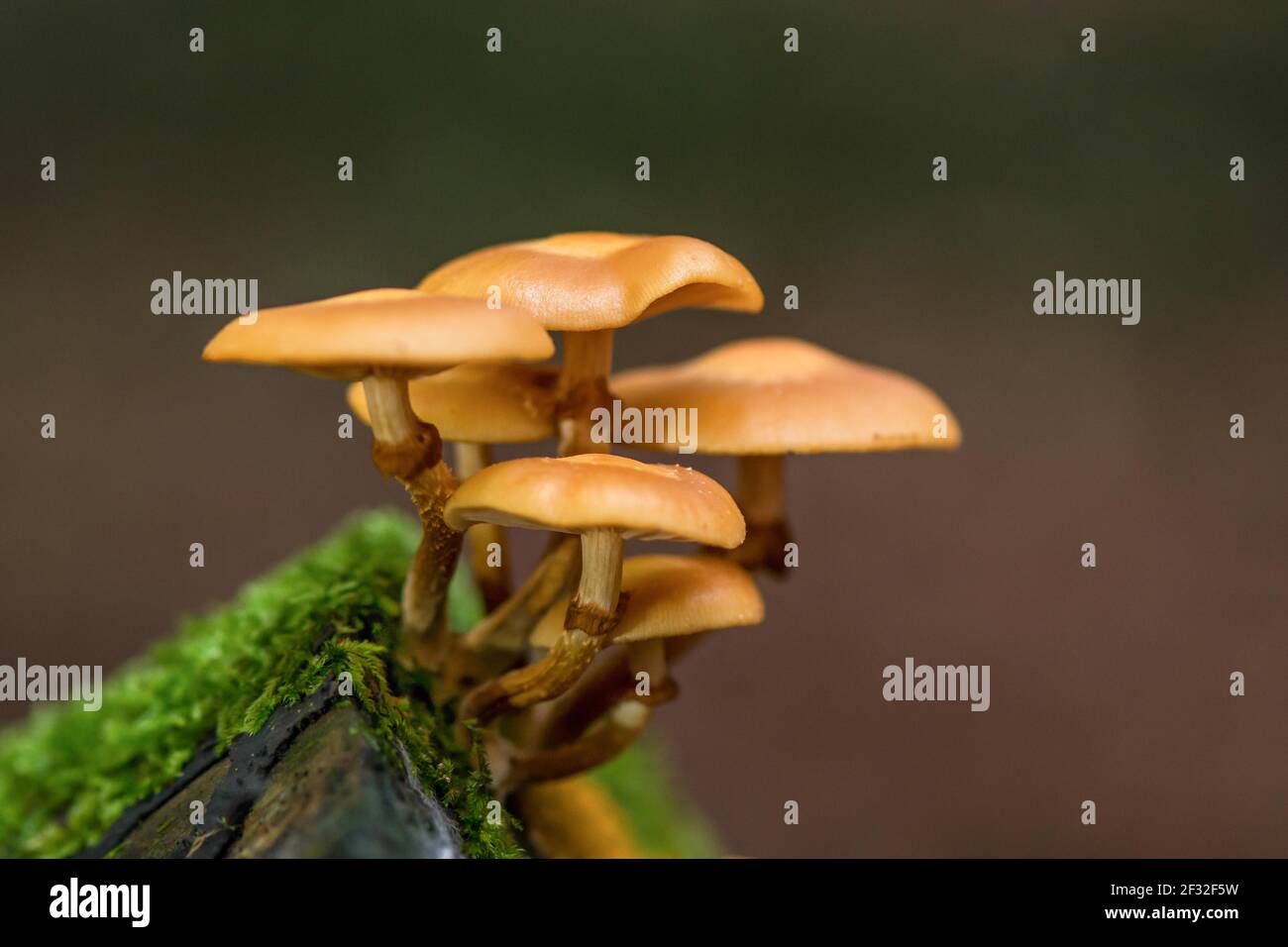 Stockschwamm (Kühneromyces mutabilis), essbar, Pilz, Mecklenburg-Vorpommern, Deutschland Stockfoto